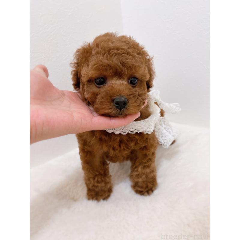 販売中の福岡県のタイニープードル-442676の3枚目