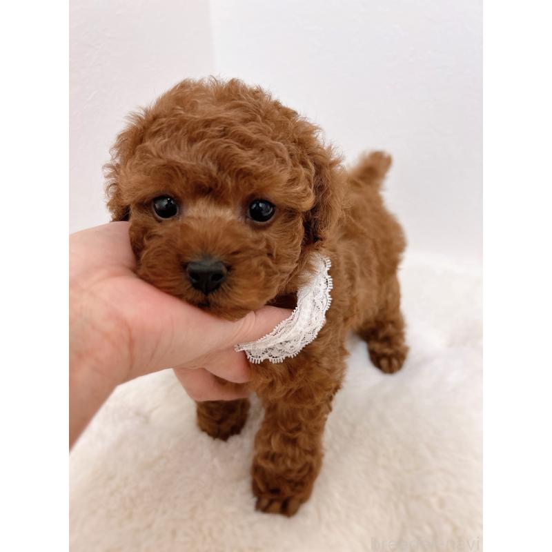 販売中の福岡県のタイニープードル-442676の2枚目