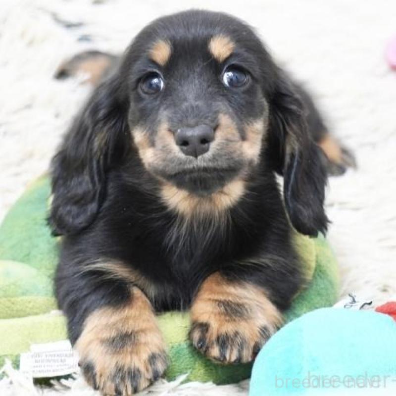 販売中の兵庫県のカニンヘンダックスフンド(ロングヘアード)-442675の1枚目