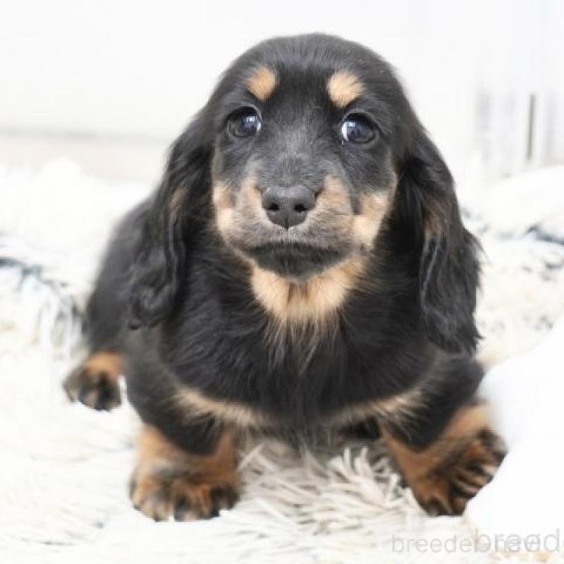 販売中の兵庫県のカニンヘンダックスフンド(ロングヘアード)-442675の3枚目