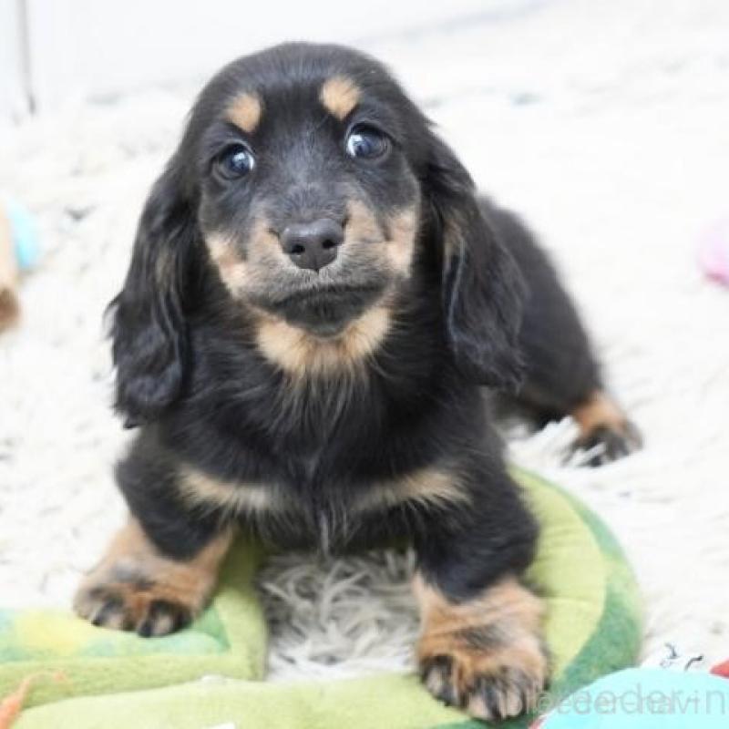 販売中の兵庫県のカニンヘンダックスフンド(ロングヘアード)-442675の2枚目