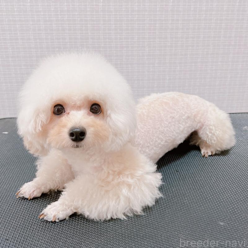 きなこちゃん1枚目