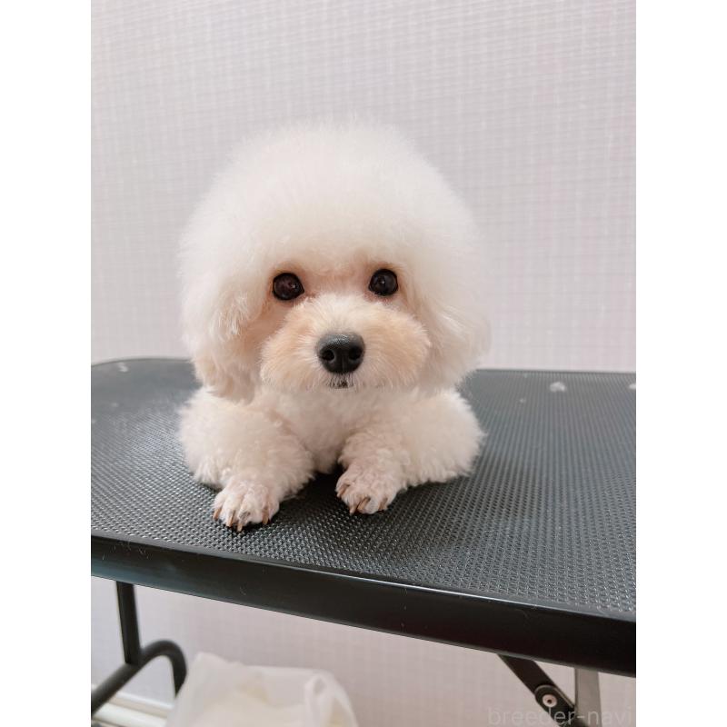 きなこちゃん1枚目