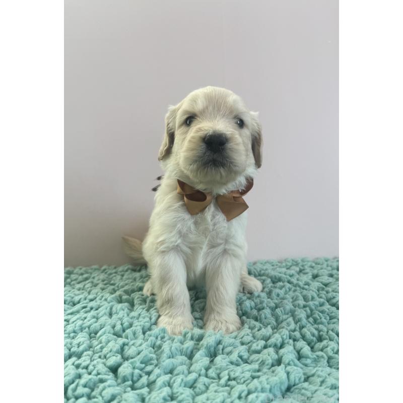 商談中の岐阜県のゴールデンドゥードル:ゴールデンレトリーバー×プードル-436729の1枚目