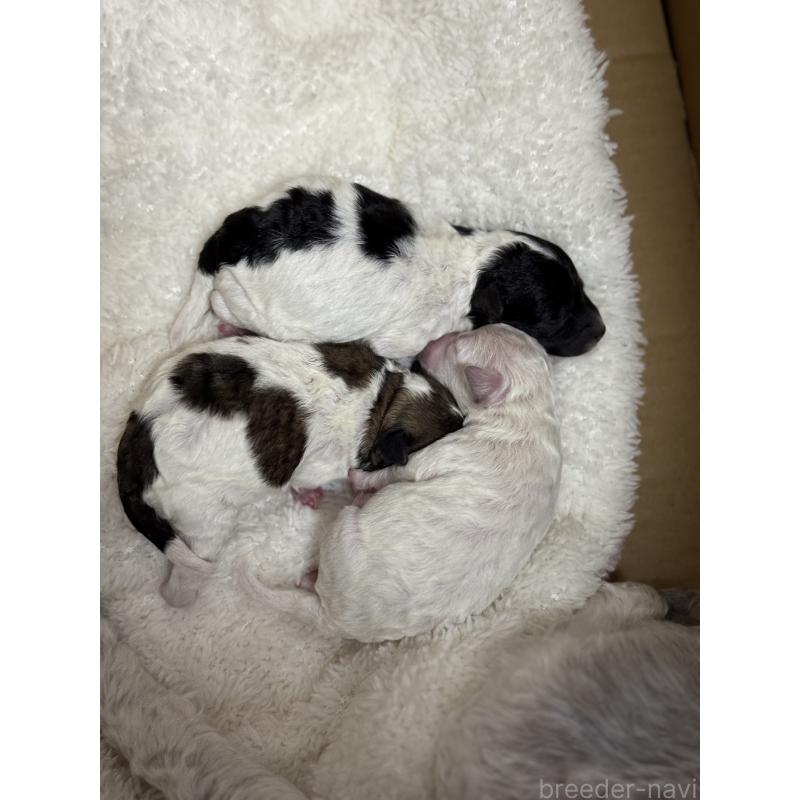 販売中の千葉県のトイプードル-442679の1枚目