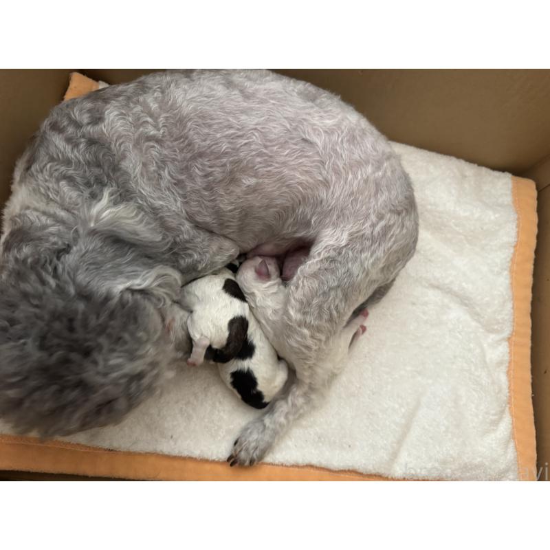 販売中の千葉県のトイプードル-442679の2枚目