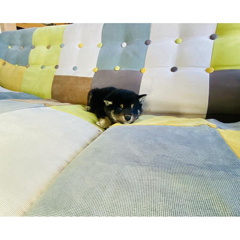 成約済の静岡県の豆柴-437607の2枚目