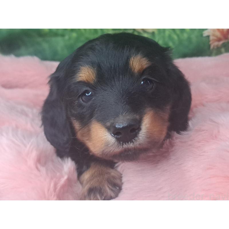 商談中の愛知県のミニチュアダックスフンド(ロングヘアード)-440447の30枚目