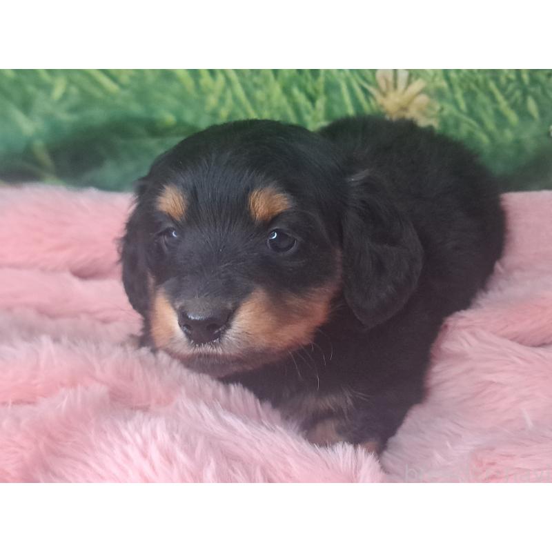 商談中の愛知県のミニチュアダックスフンド(ロングヘアード)-440447の29枚目