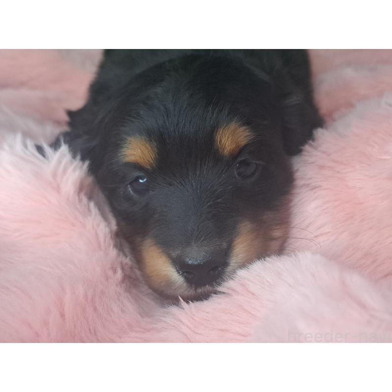 商談中の愛知県のミニチュアダックスフンド(ロングヘアード)-440447の28枚目