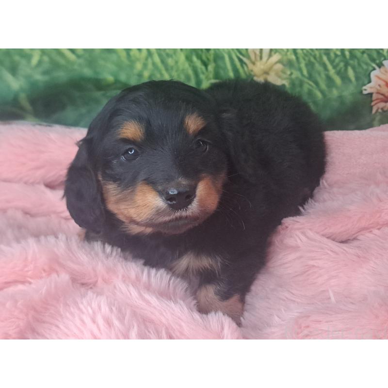 商談中の愛知県のミニチュアダックスフンド(ロングヘアード)-440447の27枚目