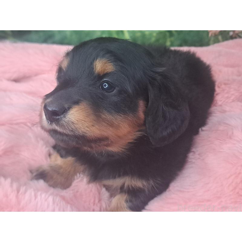 商談中の愛知県のミニチュアダックスフンド(ロングヘアード)-440447の26枚目