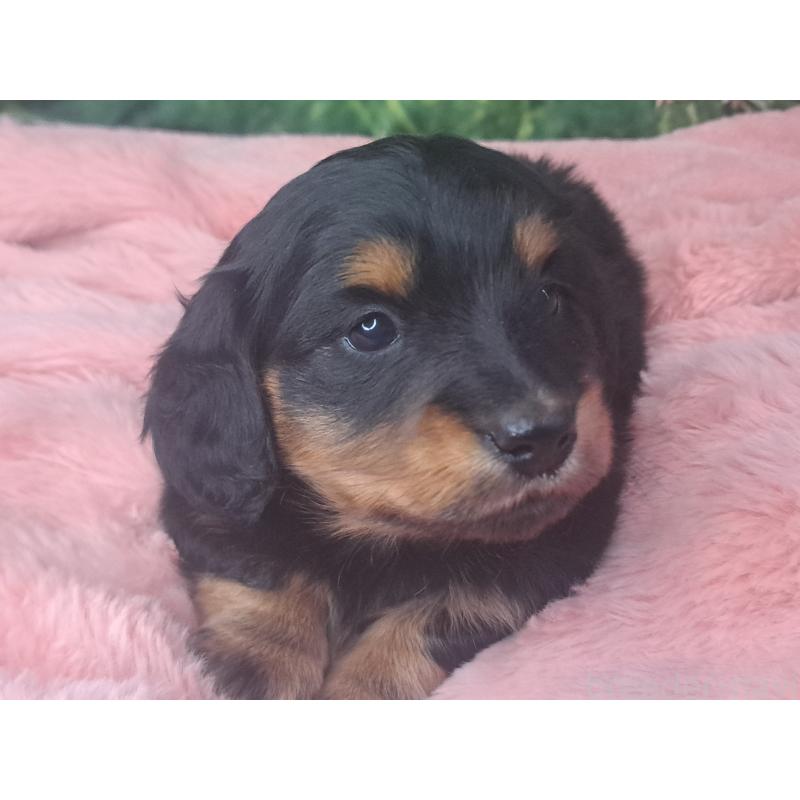 商談中の愛知県のミニチュアダックスフンド(ロングヘアード)-440447の25枚目