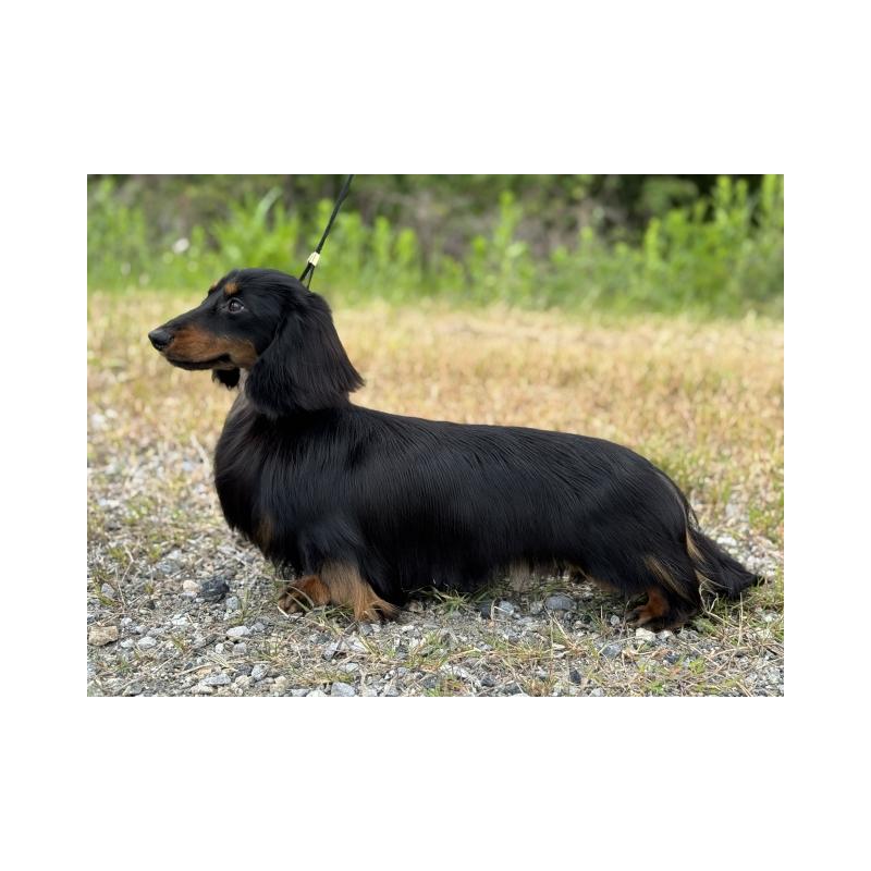 販売中の兵庫県のカニンヘンダックスフンド(ロングヘアード)-442682の4枚目