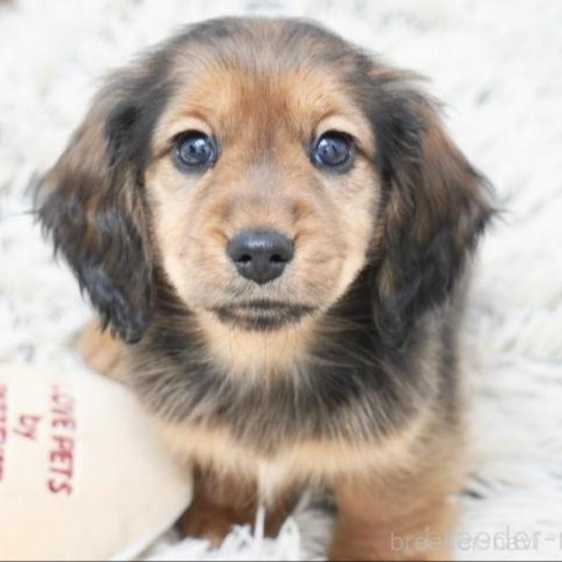 販売中の兵庫県のカニンヘンダックスフンド(ロングヘアード)-442682の1枚目