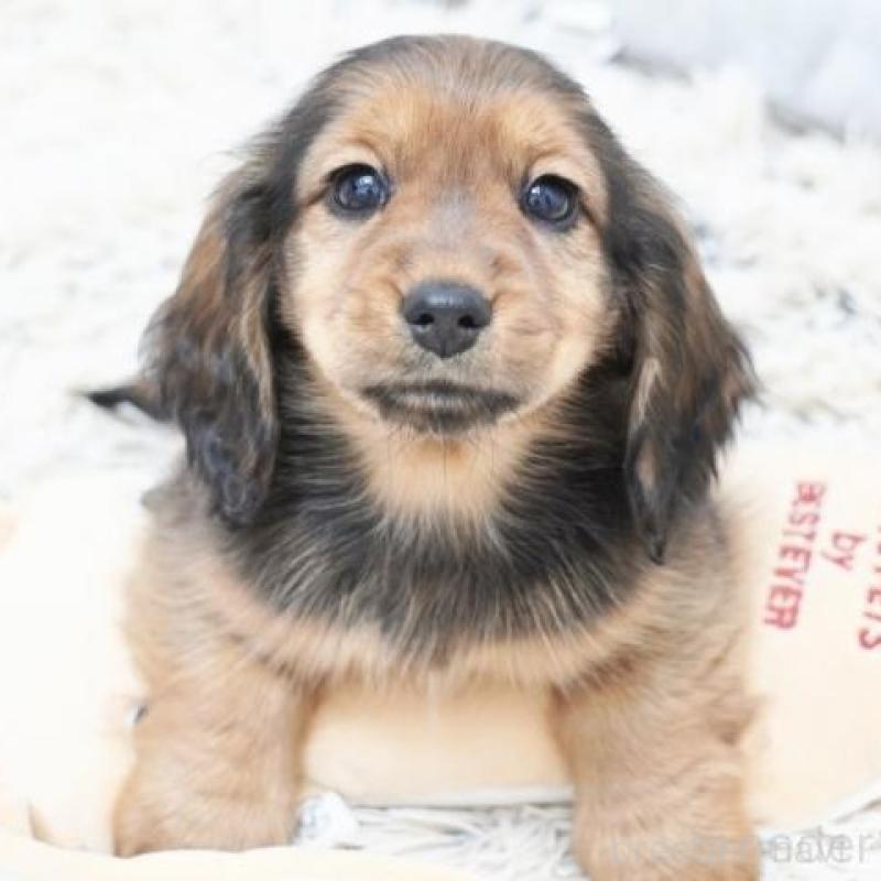 販売中の兵庫県のカニンヘンダックスフンド(ロングヘアード)-442682の2枚目