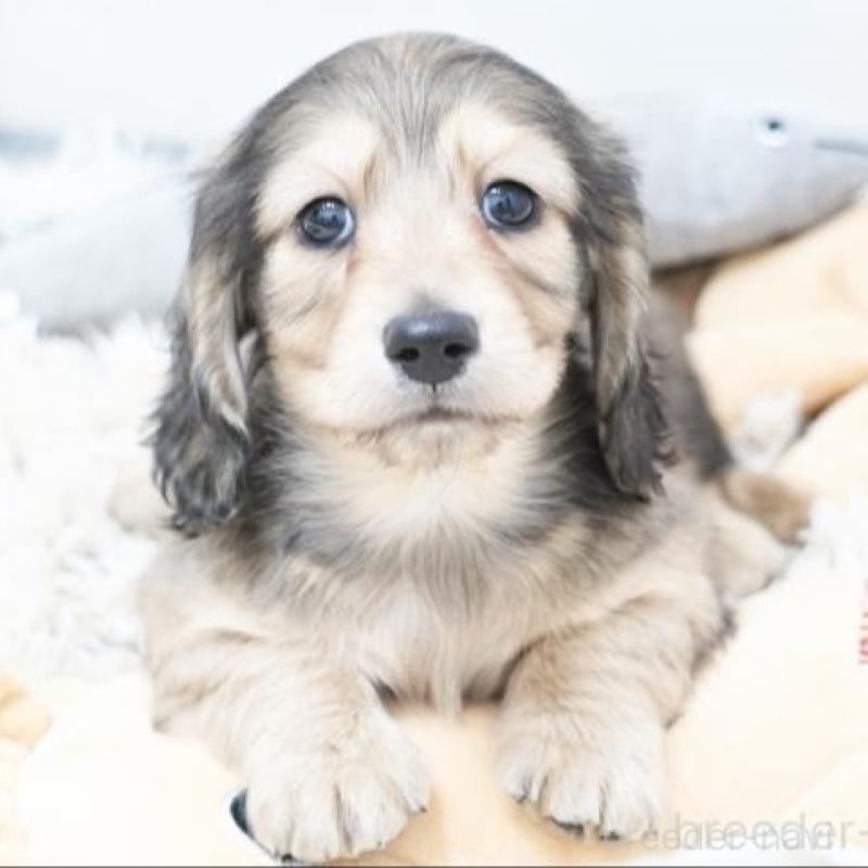 販売中の兵庫県のミニチュアダックスフンド(ロングヘアード)-442683