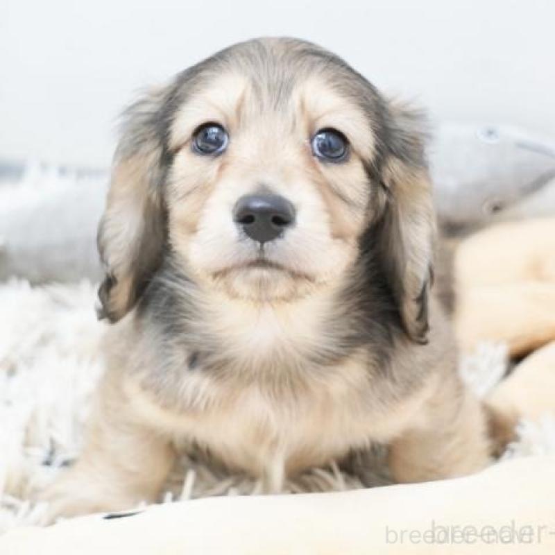 販売中の兵庫県のミニチュアダックスフンド(ロングヘアード)-442683の2枚目