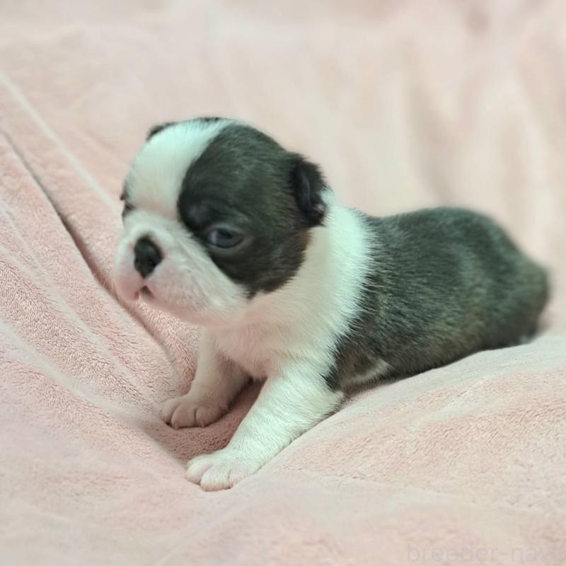 販売中の茨城県のボストンテリア-442684の5枚目