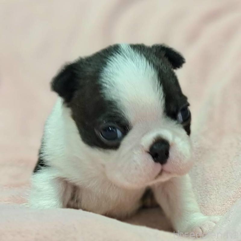 販売中の茨城県のボストンテリア-442684の3枚目