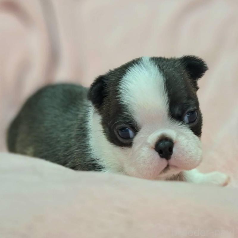 販売中の茨城県のボストンテリア-442684の1枚目