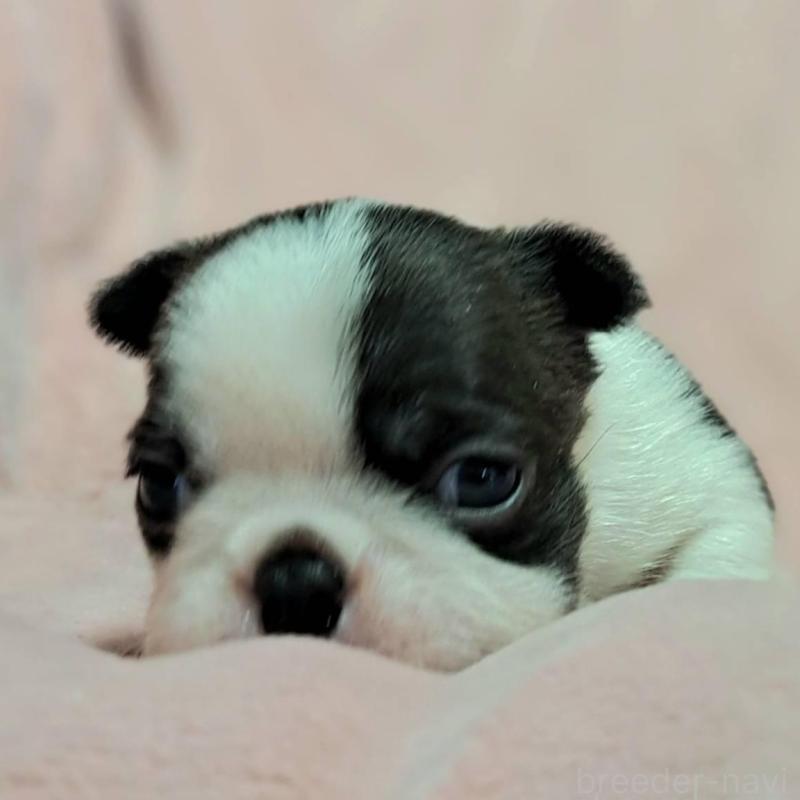 販売中の茨城県のボストンテリア-442684の2枚目