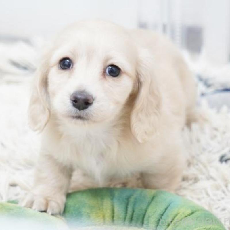 販売中の兵庫県のミニチュアダックスフンド(ロングヘアード)-442685の3枚目