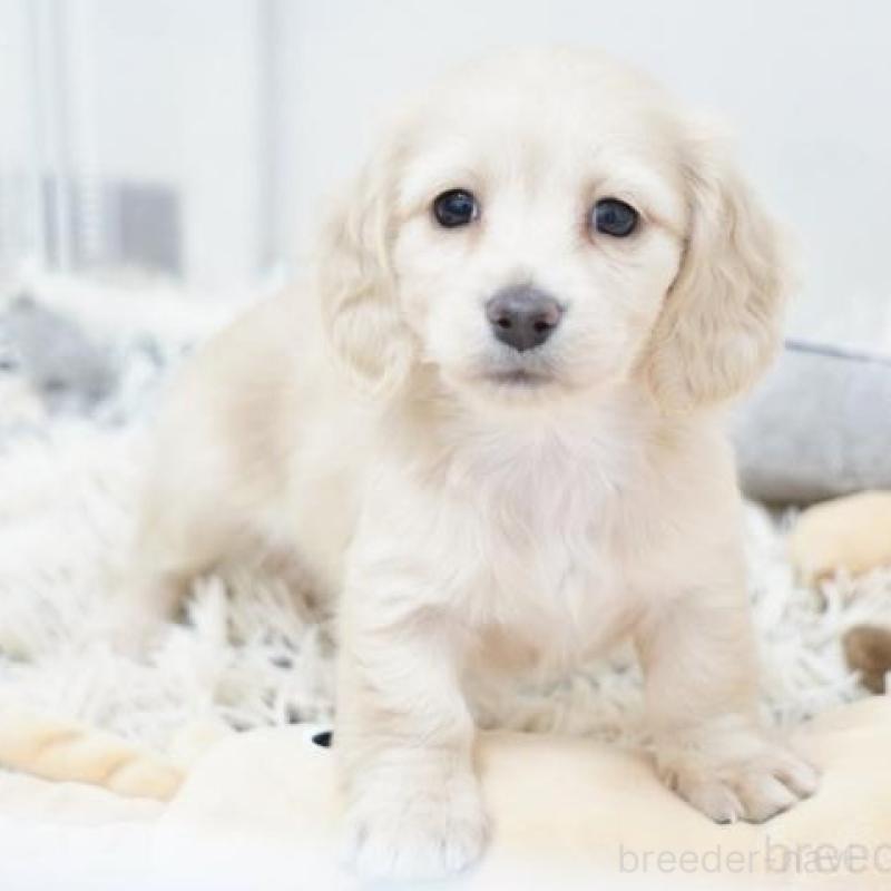 販売中の兵庫県のミニチュアダックスフンド(ロングヘアード)-442685の2枚目