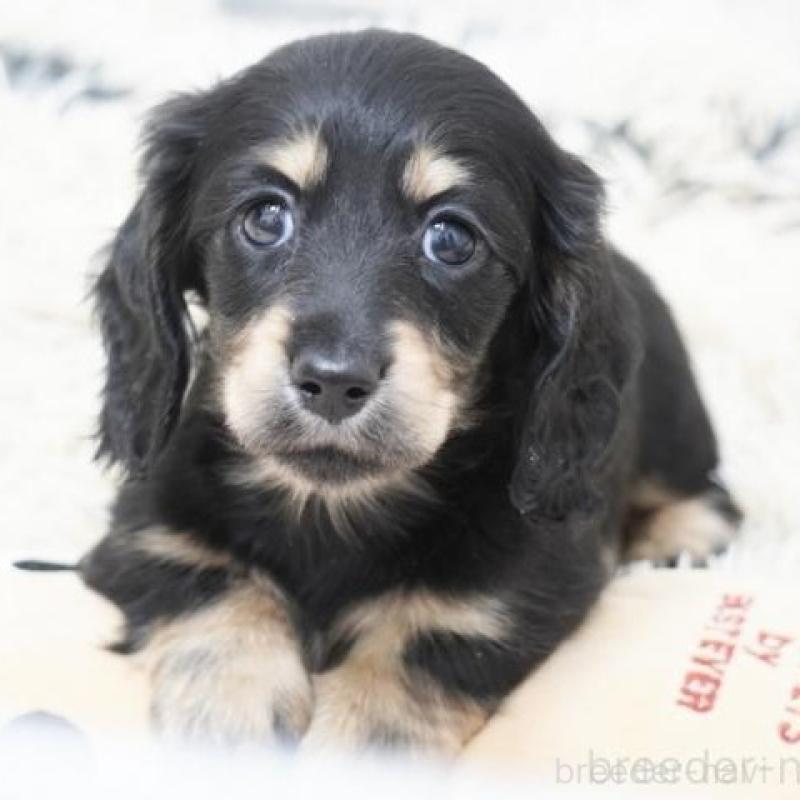 販売中の兵庫県のミニチュアダックスフンド(ロングヘアード)-442686