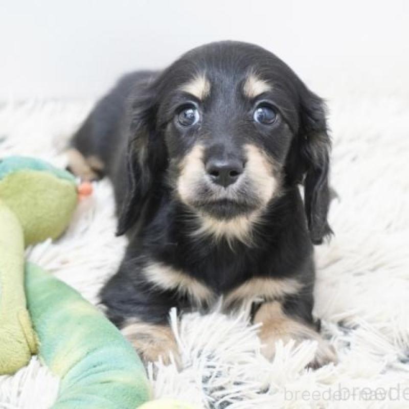 販売中の兵庫県のミニチュアダックスフンド(ロングヘアード)-442686の3枚目