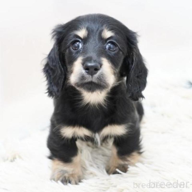 販売中の兵庫県のミニチュアダックスフンド(ロングヘアード)-442686の2枚目