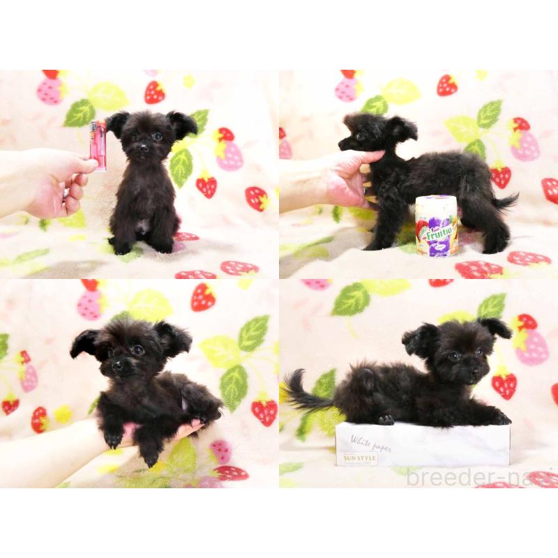 成約済の千葉県のチワプー:チワワ×トイプードル-429469の5枚目