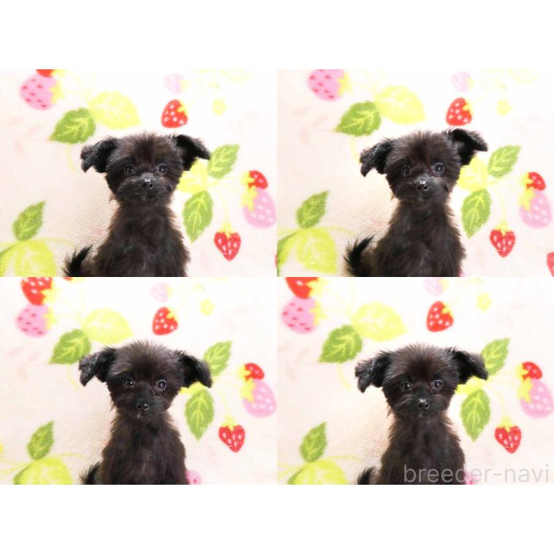 成約済の千葉県のチワプー:チワワ×トイプードル-429469の4枚目