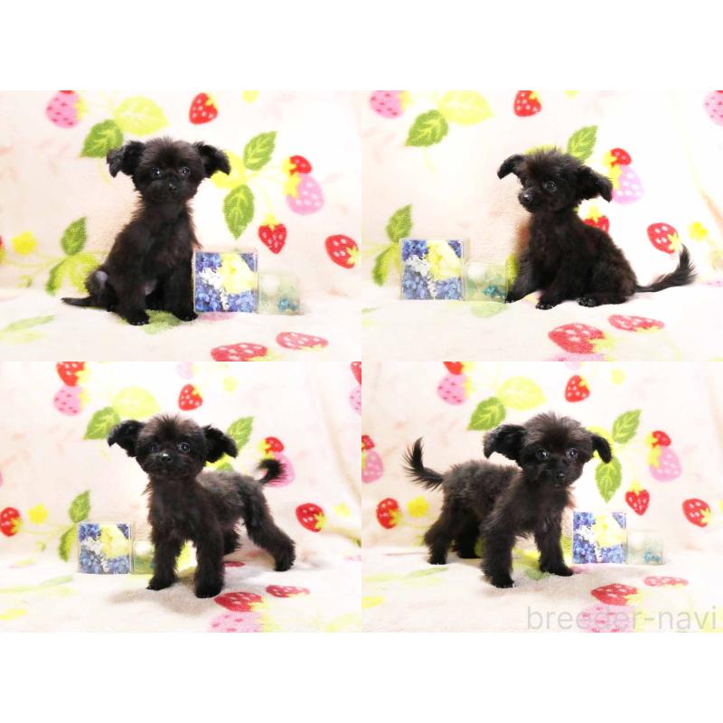 成約済の千葉県のチワプー:チワワ×トイプードル-429469の3枚目