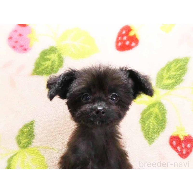 成約済の千葉県のチワプー:チワワ×トイプードル-429469の2枚目