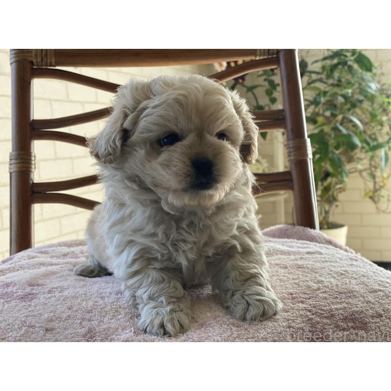 販売中の埼玉県のミックス犬-442689の8枚目