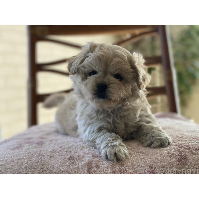 販売中の埼玉県のミックス犬-442689の7枚目