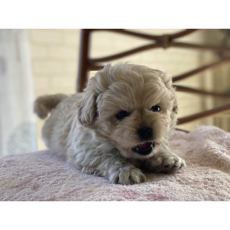 販売中の埼玉県のミックス犬-442689の6枚目