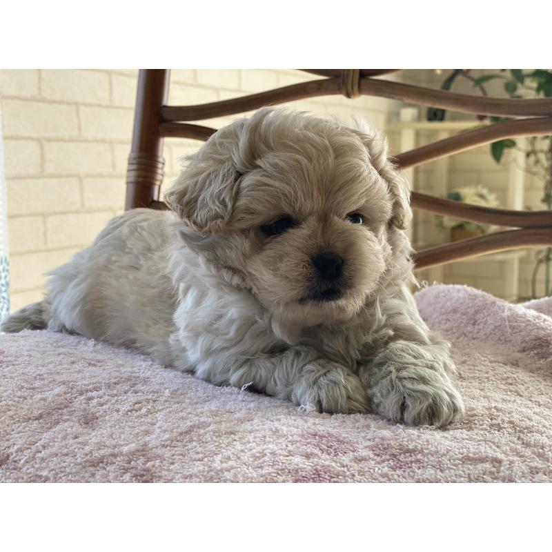 販売中の埼玉県のミックス犬-442689の5枚目