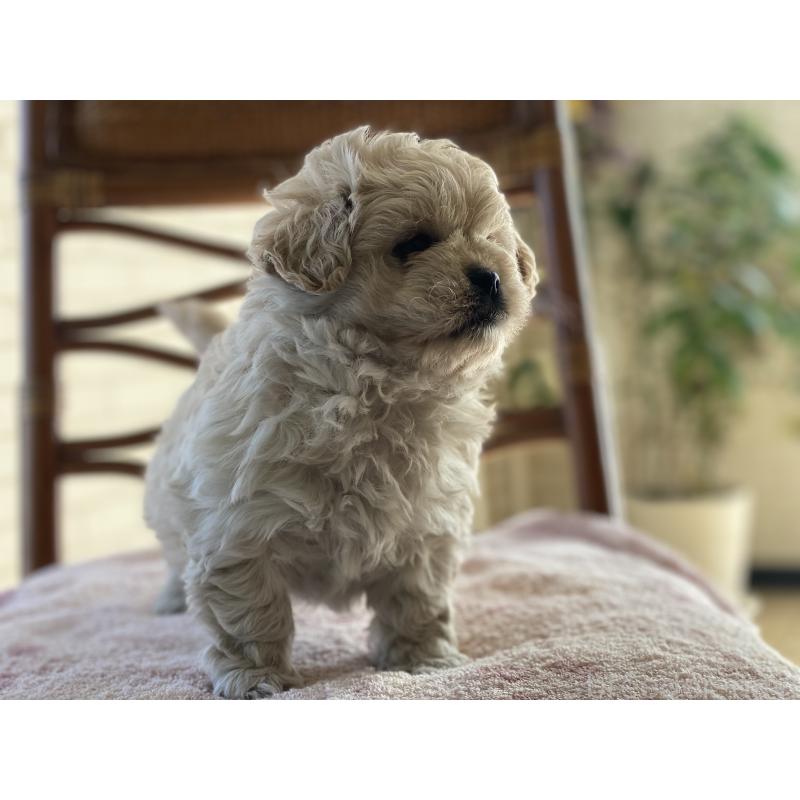 販売中の埼玉県のミックス犬-442689の4枚目