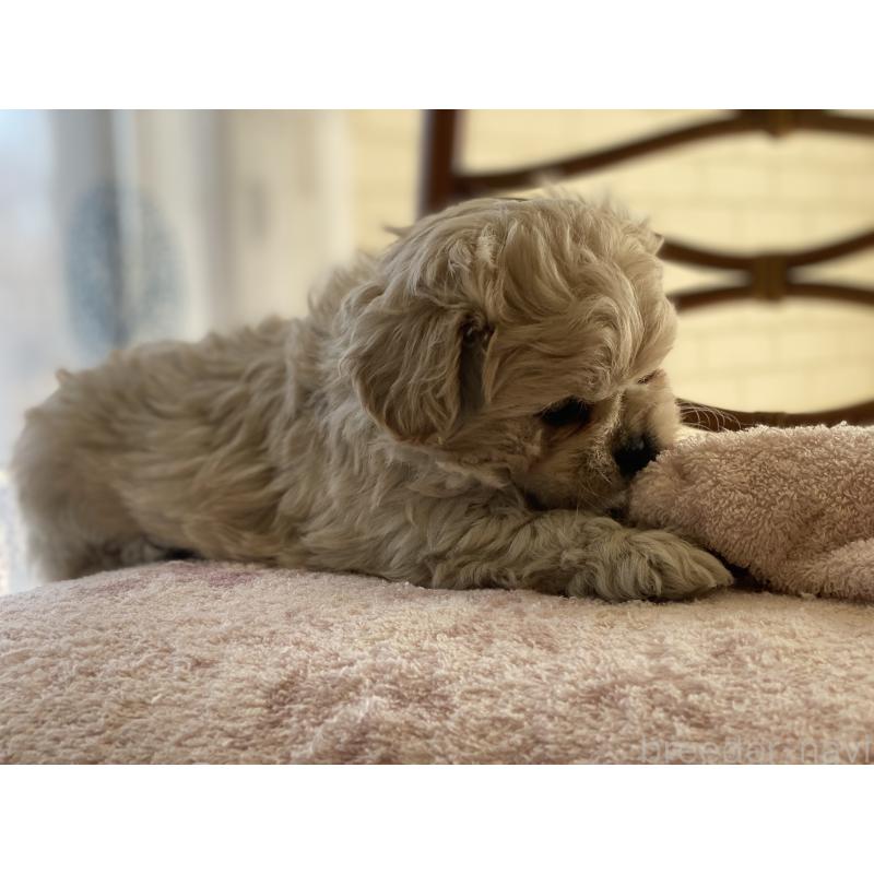 販売中の埼玉県のミックス犬-442689の3枚目