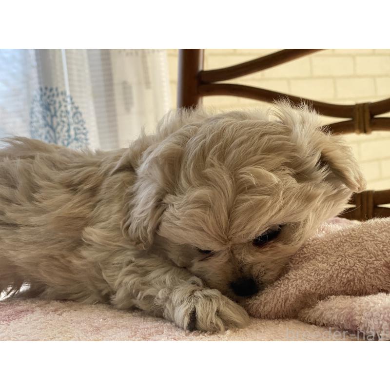 販売中の埼玉県のミックス犬-442689の2枚目