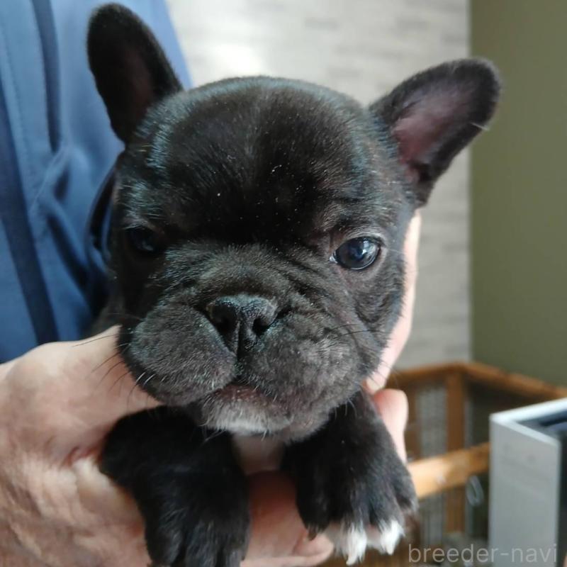 販売中の東京都のフレンチブルドッグ-442687