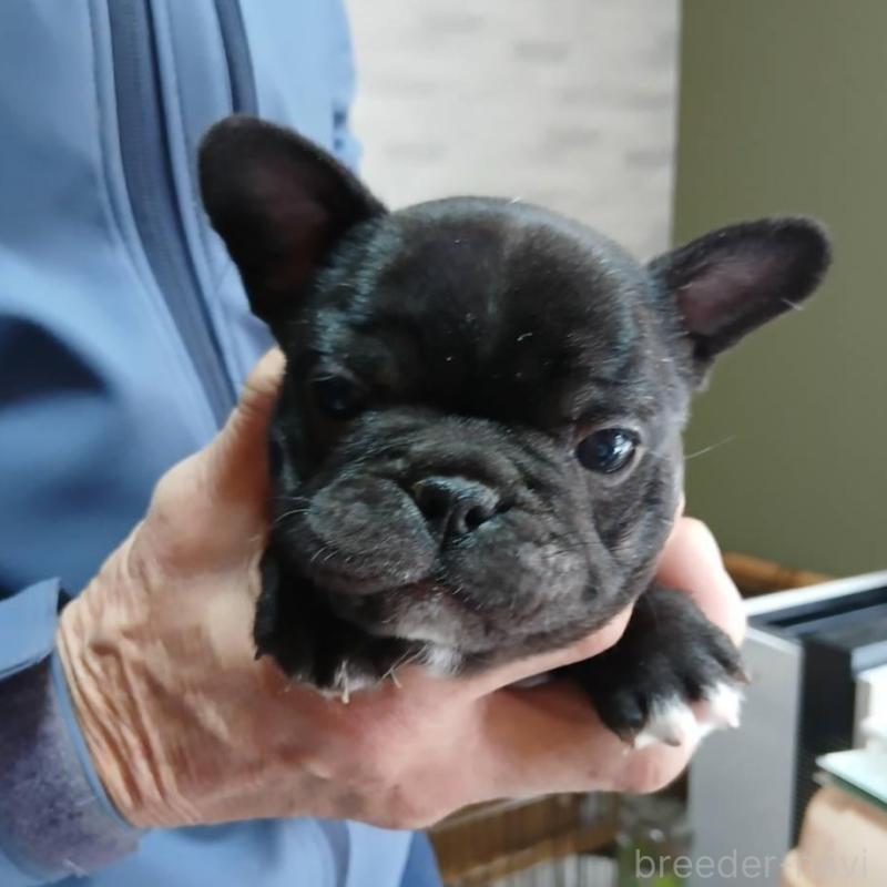 販売中の東京都のフレンチブルドッグ-442687の2枚目
