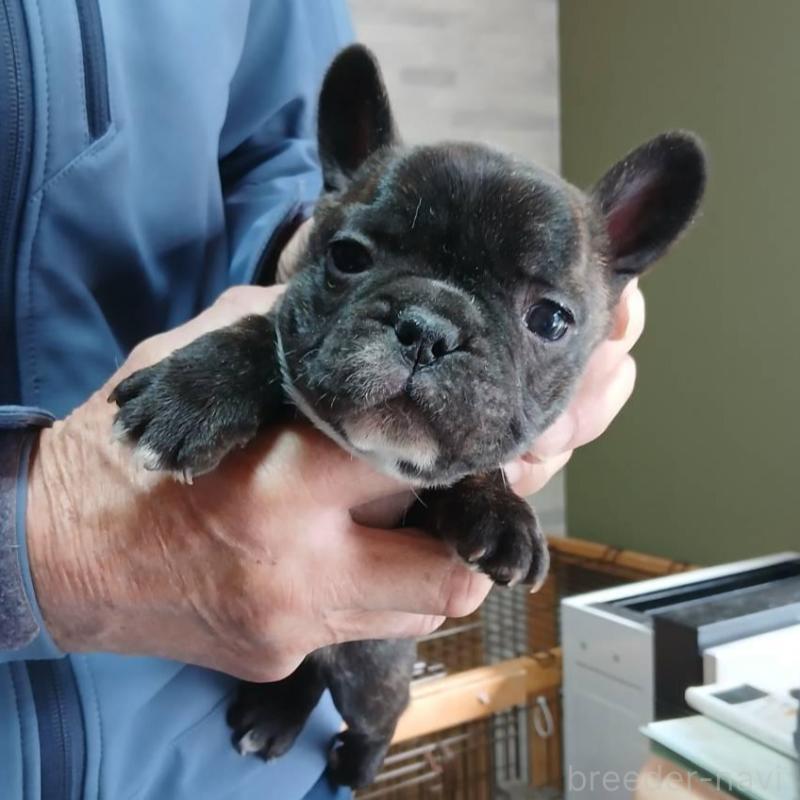 販売中の東京都のフレンチブルドッグ-442688の1枚目