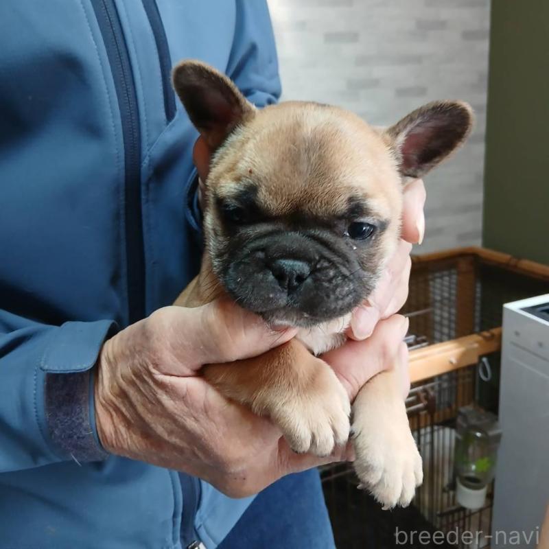販売中の東京都のフレンチブルドッグ-442690