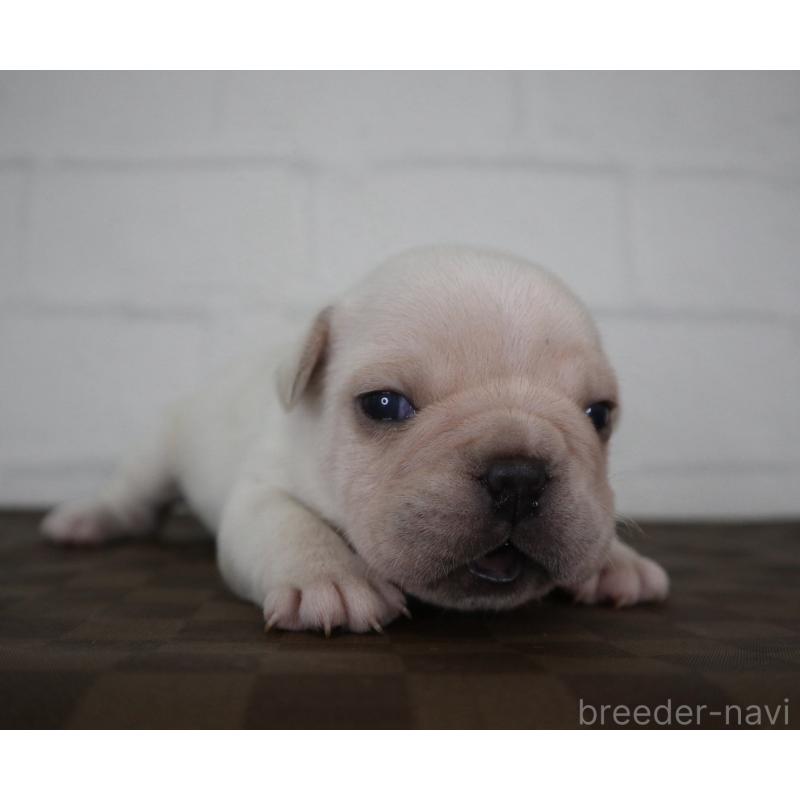 販売中の千葉県のフレンチブルドッグ-442691の4枚目