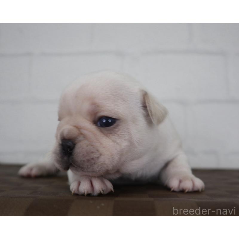 販売中の千葉県のフレンチブルドッグ-442691の3枚目