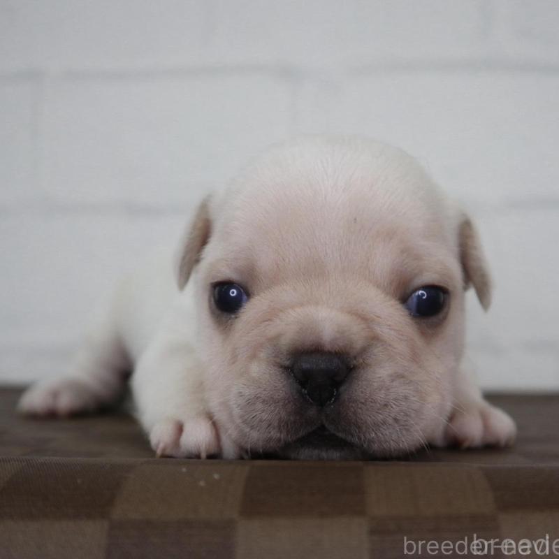 販売中の千葉県のフレンチブルドッグ-442691の1枚目