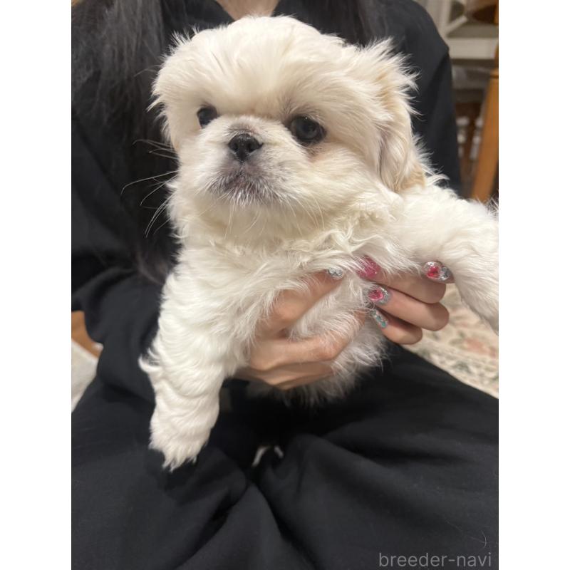 販売中の愛知県のペキニーズ-442692の4枚目